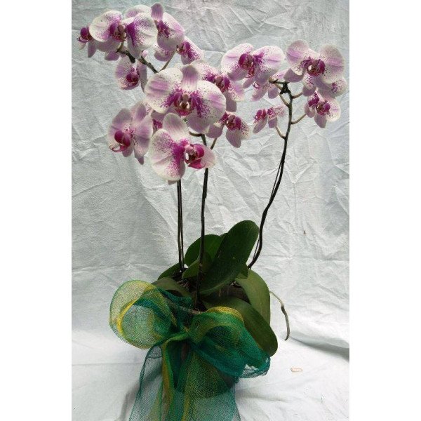 PHALAENOPSIS-04