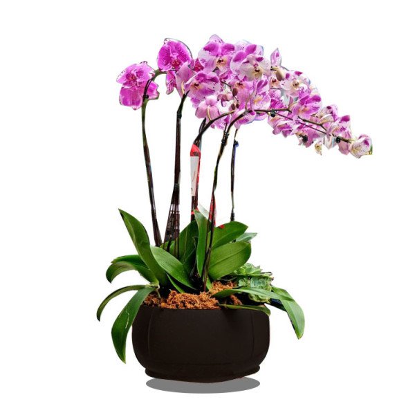 PHALAENOPSIS-02