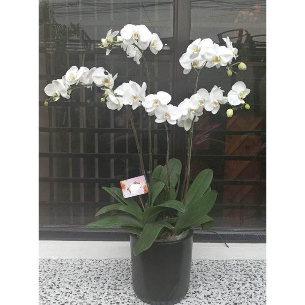 PHALAENOPSIS -VASE1