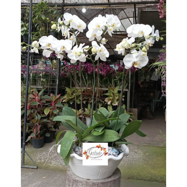 PHALAENOPSIS-09