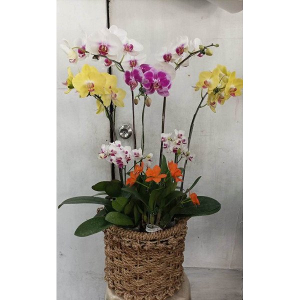 PHALAENOPSIS -BASKET1
