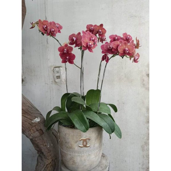 PHALAENOPSIS -VASE2
