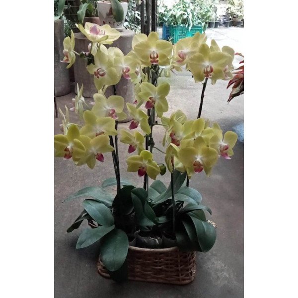 PHALAENOPSIS -BASKET2