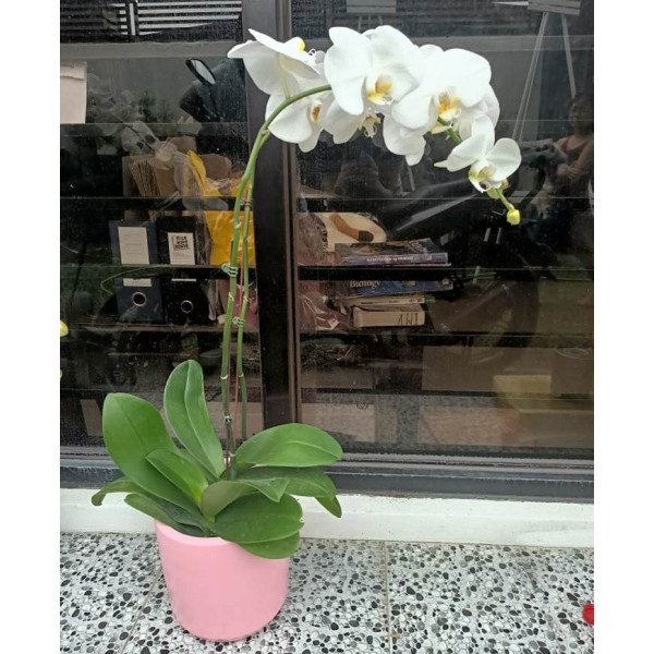 PHALAENOPSIS-08