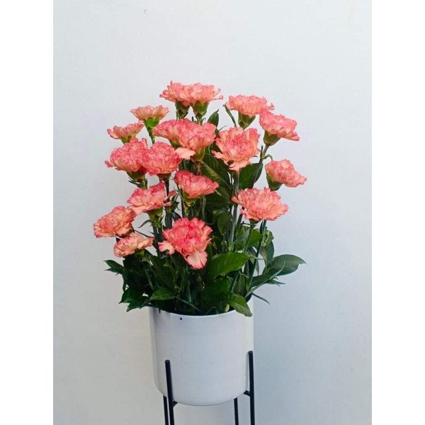 VASE-18