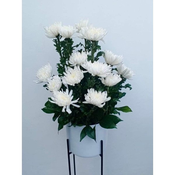 VASE-16