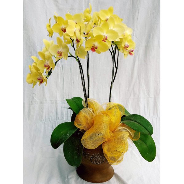 PHALAENOPSIS-05