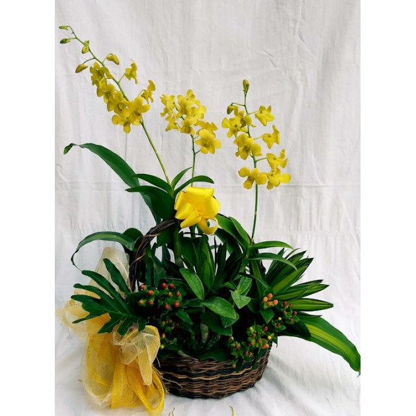 DENDROBIUM-YELLOW