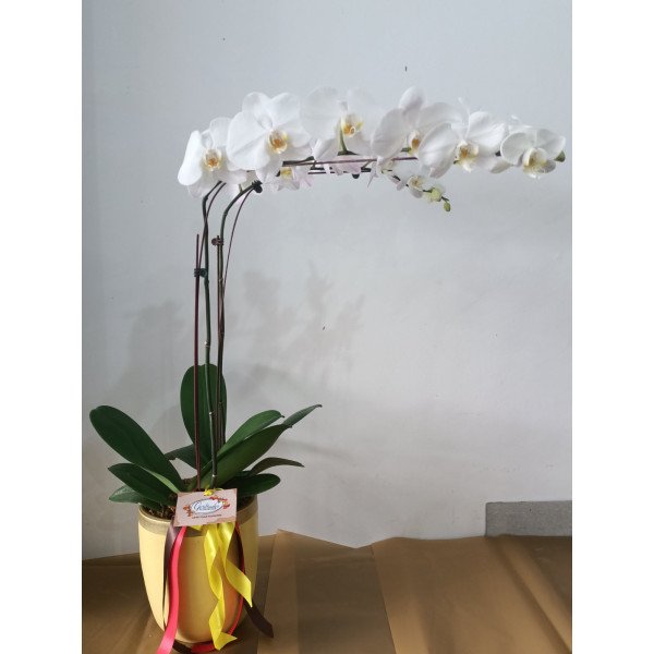 PHALAENOPSIS-01