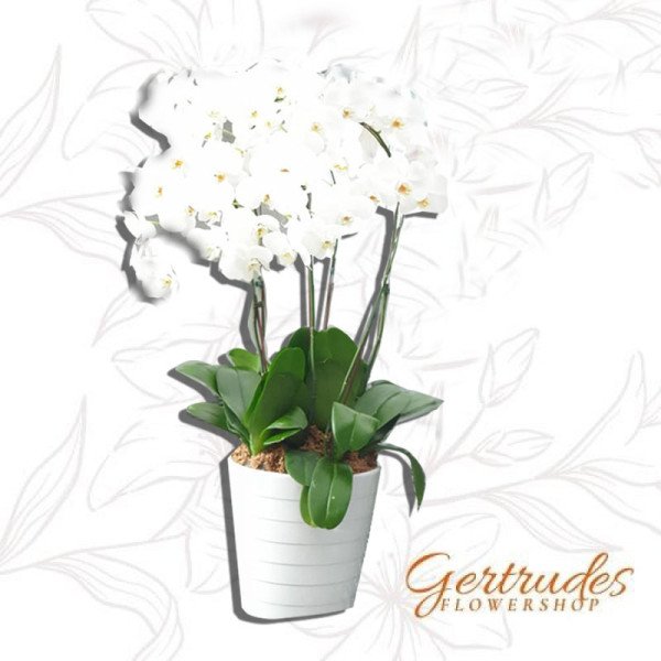 PHALAENOPSIS-03